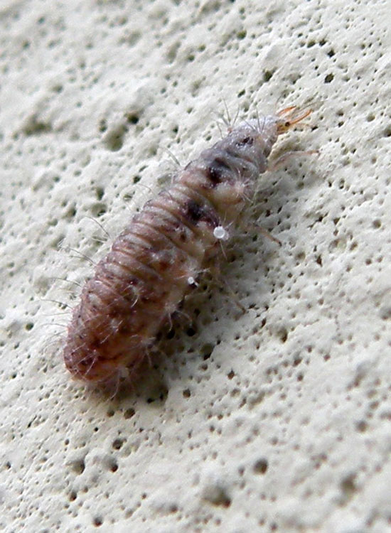 Larva di Chrysopa sp.